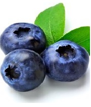 hamsters-blueberries